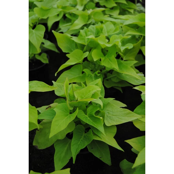 Ipomoea batatas 'Marguerite' - batáta - CS12