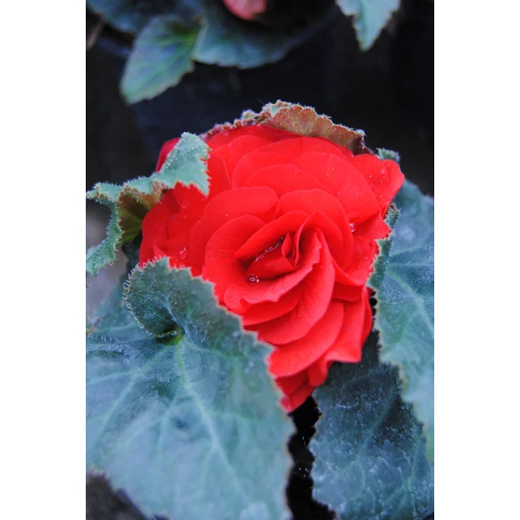 Begonia x tuberhybrida 'Limitless Dark Red' - gumós begónia - CS12