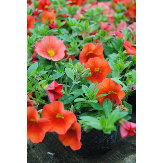 Petunia calibrachoa 'Aloha Kona Orange' - mini virágú petúnia - CS12