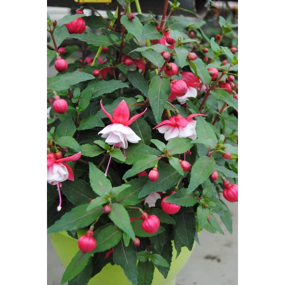 Fuchsia Ballerina 'Arabesque' - fukszia - CS12