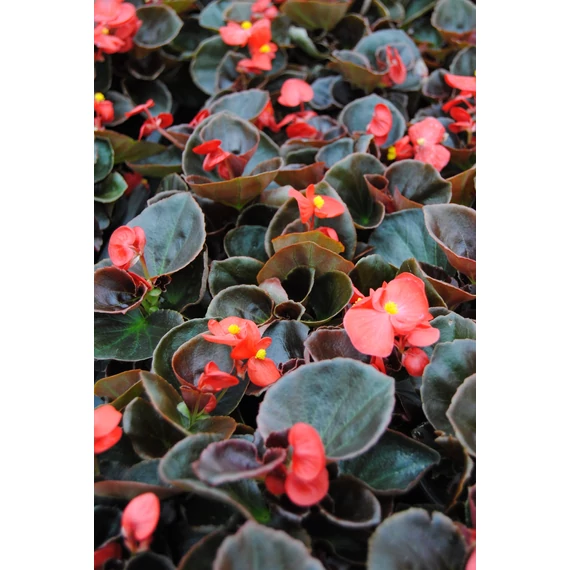 Begonia semperflorens - bordó levelű, piros cukorvirág - CS9