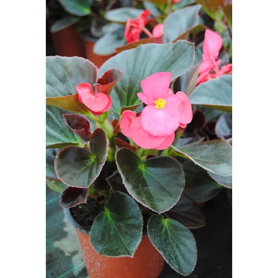 Begonia x hybrida 'Rose Bronze Leaf' - Big begónia - CS14