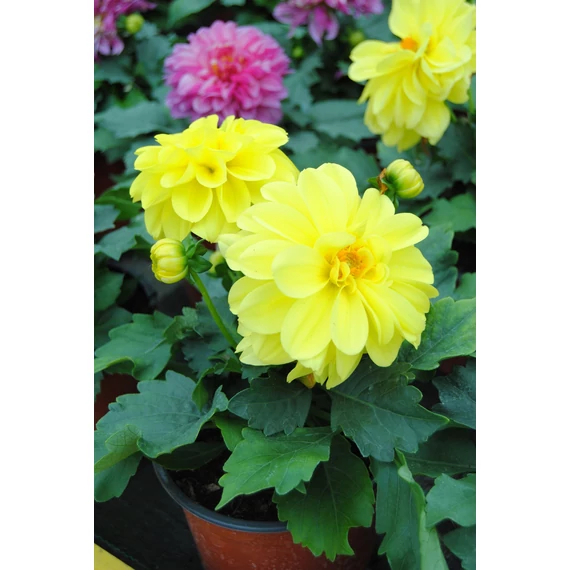 Dahlia x hybrida 'Yellow' - törpe dália - CS14