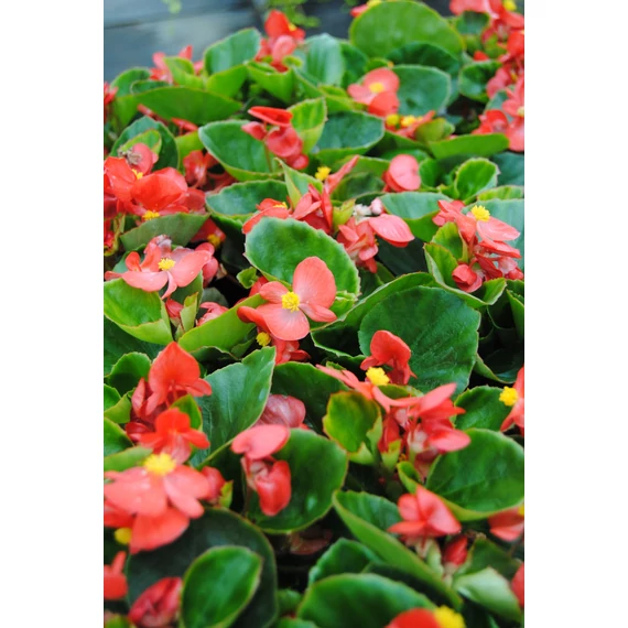 Begonia semperflorens - zöld levelű, piros cukorvirág - CS9