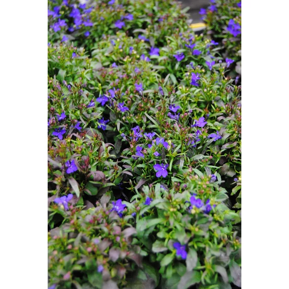 Lobelia erinus 'Riviera Midnight Blue' - lobélia - CS9