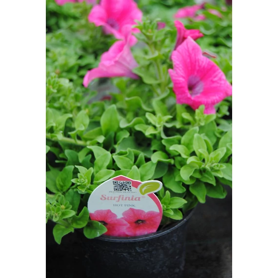 Petunia surfinia 'Hot Pink' - petúnia - CS12