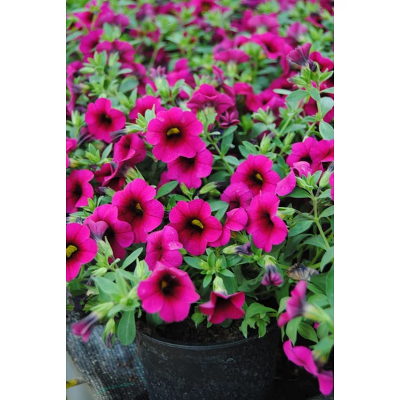 Petunia calibrachoa 'Aloha Kona Neon' - mini virágú petúnia - CS12