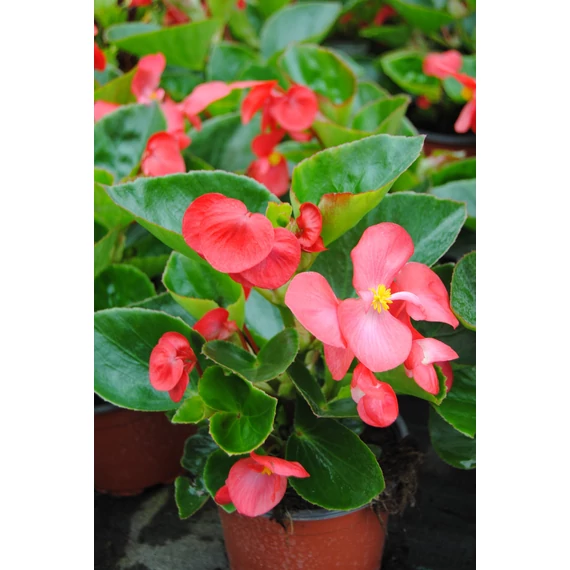 Begonia x hybrida 'Red Green Leaf' - Big begónia - CS14