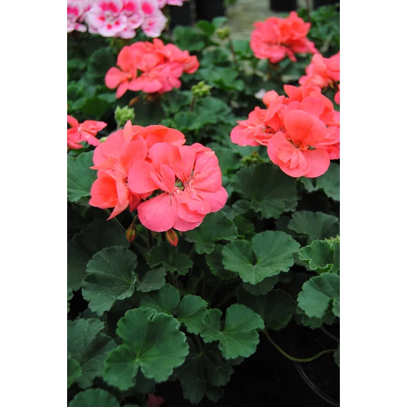 Pelargonium zonale 'Dolce Vita Lisa/Hot Coral' – bokor vagy álló muskátli - CS12