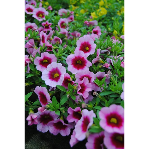 Petunia calibrachoa 'Aloha Kona Tiki Pink' - mini virágú petúnia - CS12
