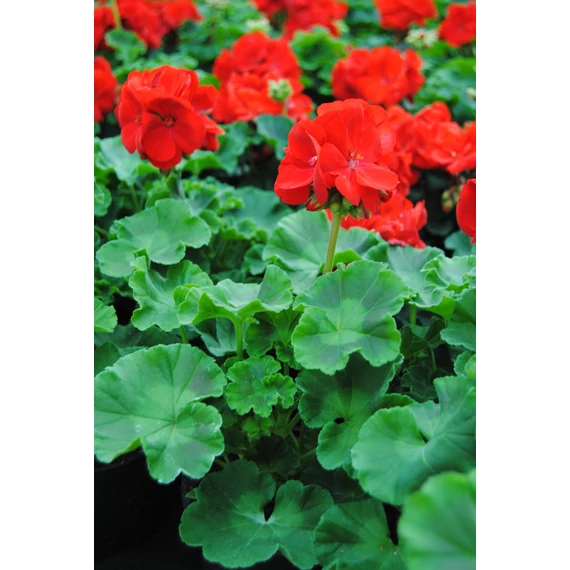 Pelargonium zonale 'Trend Sophie/Dark Red' – bokor vagy álló muskátli - CS12