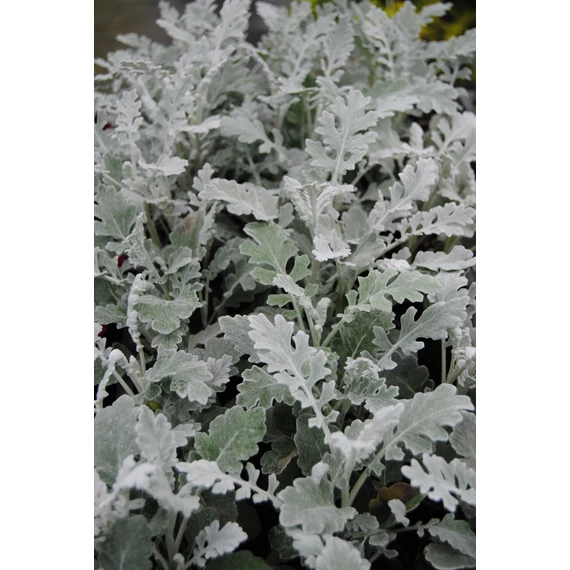 Jacobaea maritima (Senecio cineraria)  Silver Dust - hamvaska - CS9