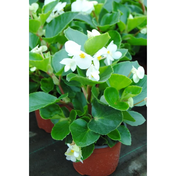 Begonia x hybrida 'White Green Leaf' - Big begónia - CS14
