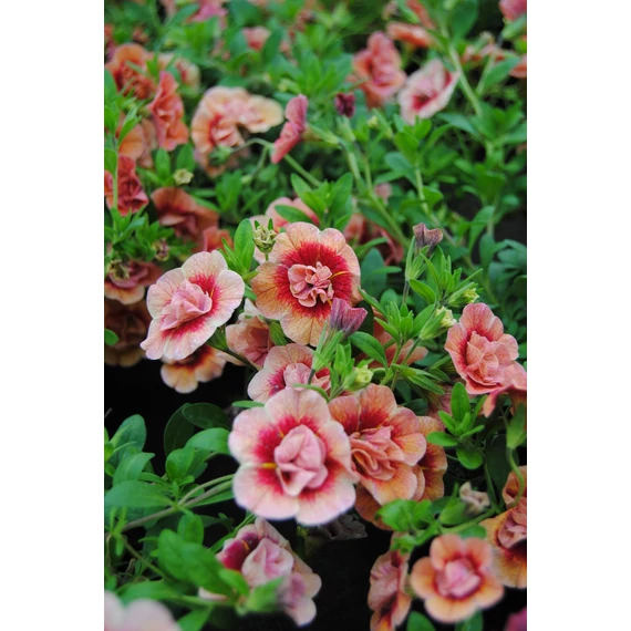 Petunia calibrachoa 'Aloha Double Apricot' - mini virágú petúnia - CS12