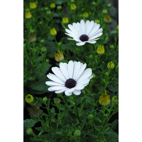 Osteospermum ecklonis 'Margarita White 2022' - cseppecske virág - CS12