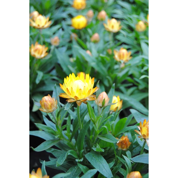 Bracteantha bracteata 'Yellow' - szalmavirág - CS12