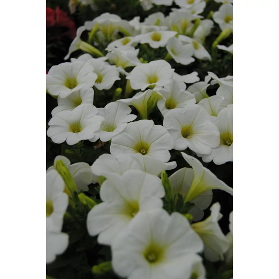 Petunia hybrida 'White' - petúnia - CS12