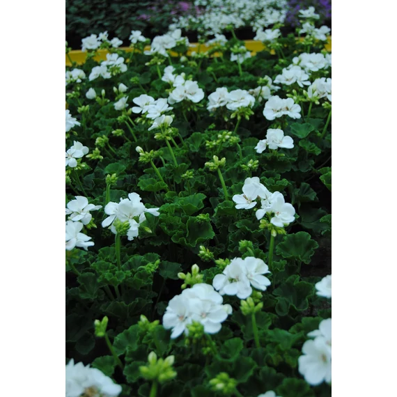 Pelargonium zonale 'Trend Lessie/White' – bokor vagy álló muskátli - CS12