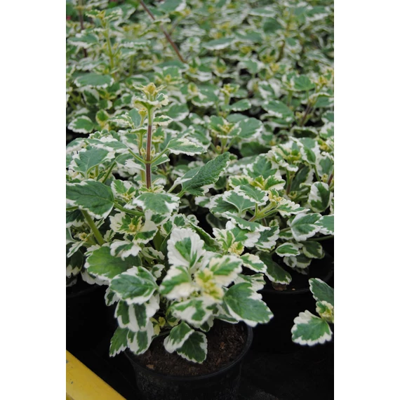 Plectranthus coleoides - kakassarkantyú vagy szúnyogűző - CS12