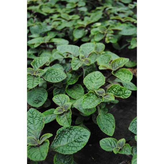 Plectranthus coleoides 'Purple' - kakassarkantyú vagy szúnyogűző - CS12