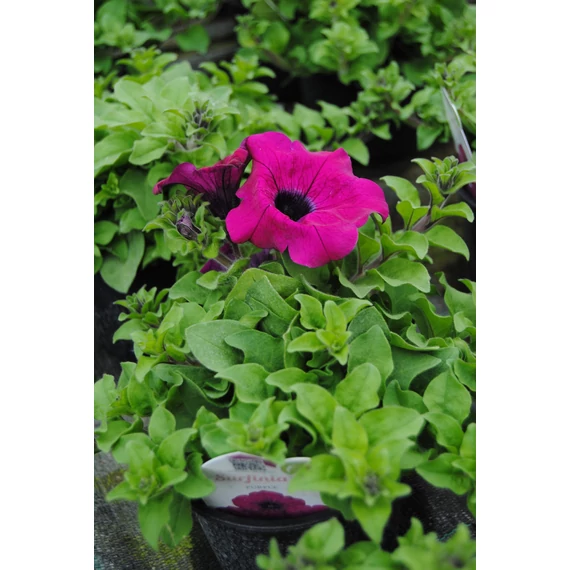 Petunia surfinia 'Purple' - petúnia - CS12