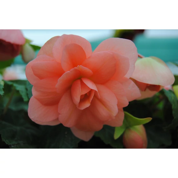 Begonia x tuberhybrida 'Illumination Apricot Shades' - gumós begónia - CS12