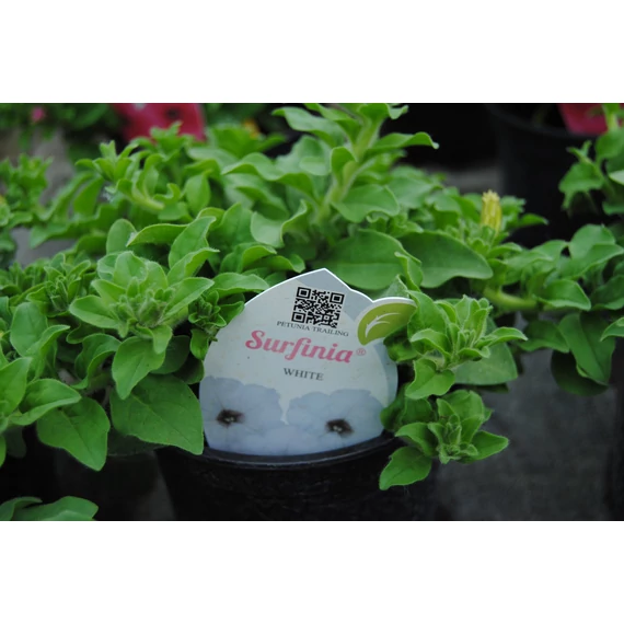 Petunia surfinia 'White' - petúnia - CS12