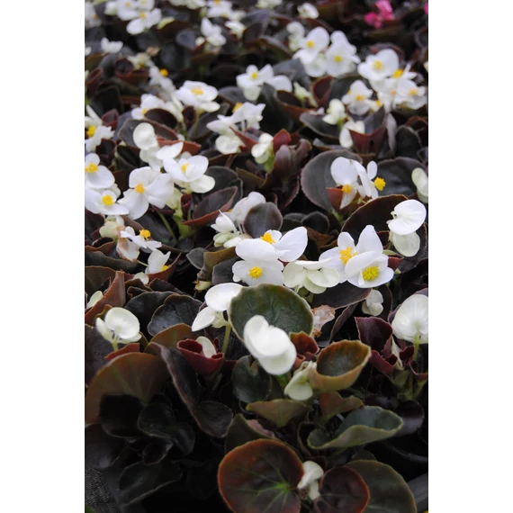Begonia semperflorens - bordó levelű, fehér cukorvirág - CS9