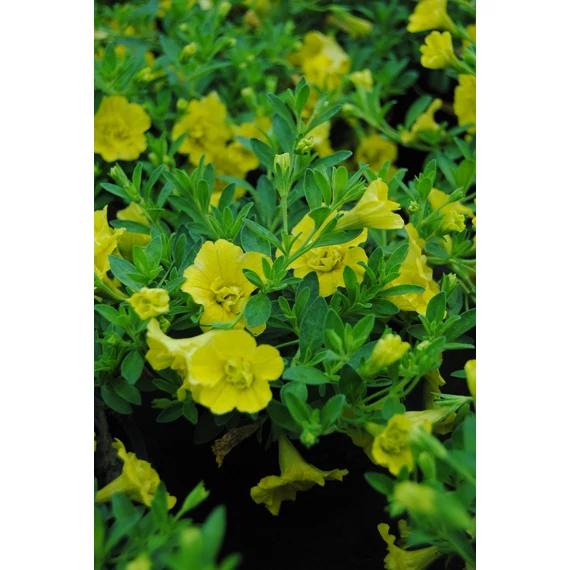 Petunia calibrachoa 'Aloha Double Yellow' - mini virágú petúnia - CS12