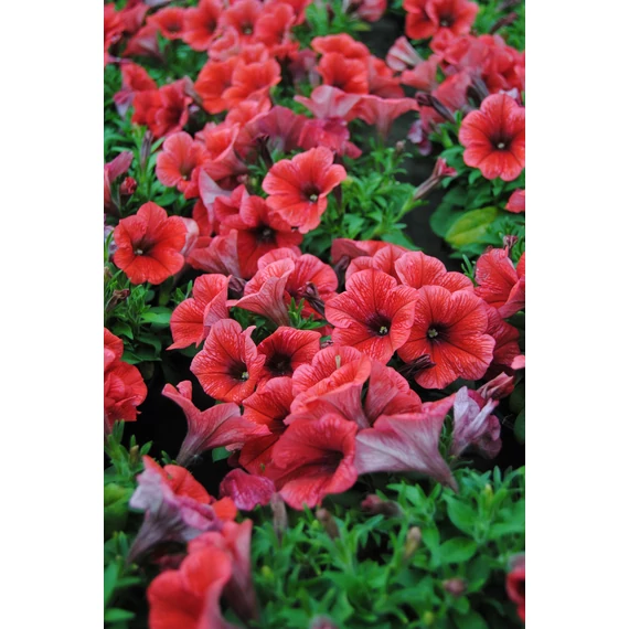 Petunia hybrida 'Coral' - petúnia - CS12
