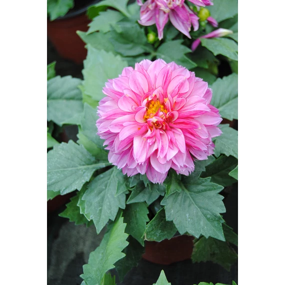 Dahlia x hybrida 'Purple Bicolor' - törpe dália - CS14