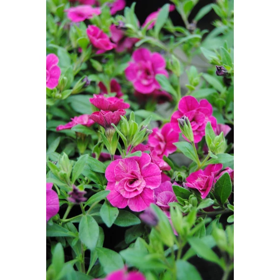 Petunia calibrachoa 'Aloha Double Purple' - mini virágú petúnia - CS12