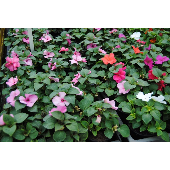 Impatiens walleriana 'Imara Pastel Mix' - pistike - CS9