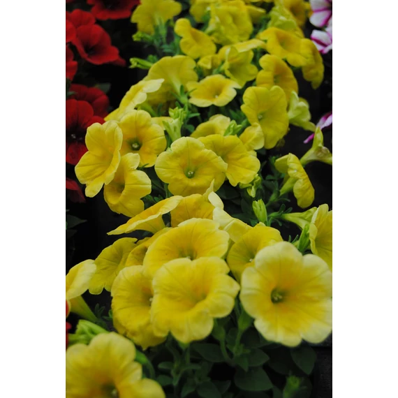 Petunia hybrida 'Canary Yellow' - petúnia - CS12