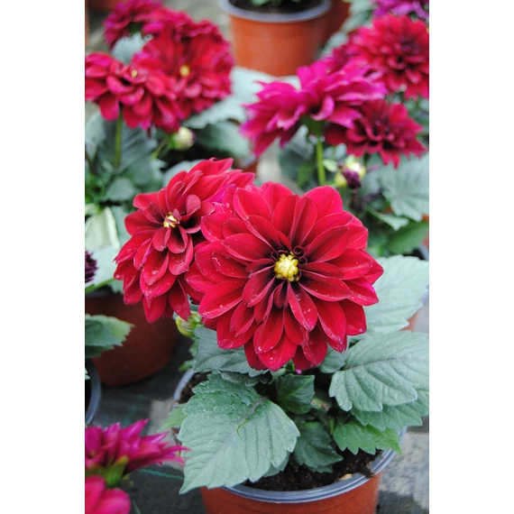 Dahlia x hybrida 'Purple' - törpe dália - CS14