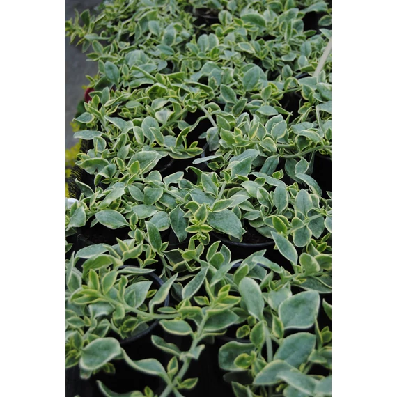 Aptenia cordifolia (Dorotheanthus) 'Mezoo' - jegecske, szívlevelű kristályvirág - CS12