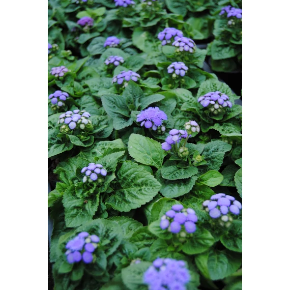 Ageratum houstonianum 'Aloha Blue' - bojtocska - CS9