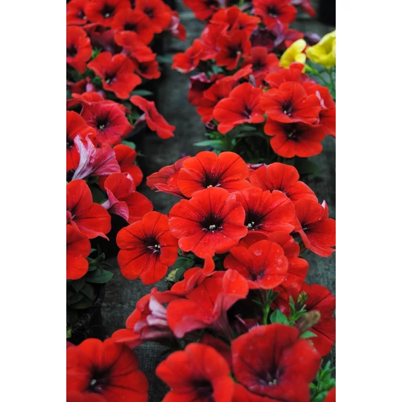 Petunia hybrida 'Dark Red' - petúnia - CS12