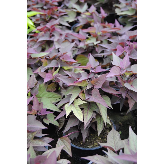 Ipomoea batatas 'Bright Ideas Rusty Red' - batáta - CS12