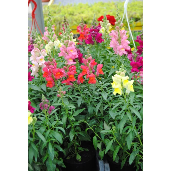Antirrhinum majus 'Snaptastic' - oroszlánszáj, tátika - CS9