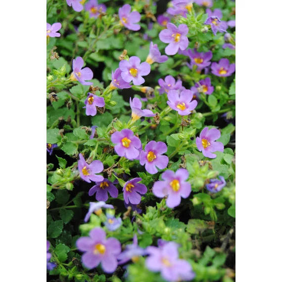 Bacopa 'Bahia Purple Sand' - bakopa - CS12
