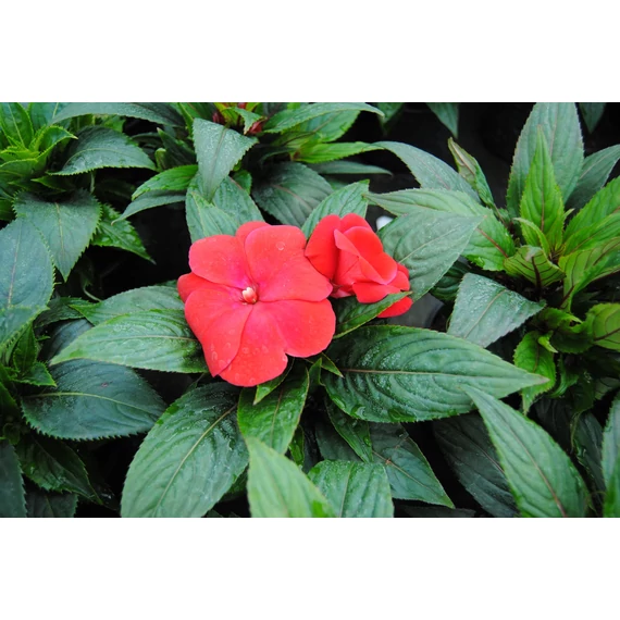 Impatiens New Guineai 'Magnum Dark Red' - nebáncsvirág - CS12
