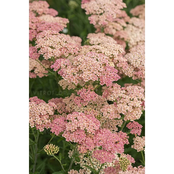 Achillea millefolium 'Lachsschönheit' - közönséges cickafark  - CS12
