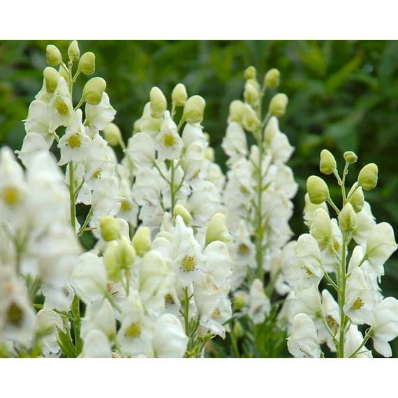 Aconitum napellus 'Schneewittchen' - Sisakvirág - CS11
