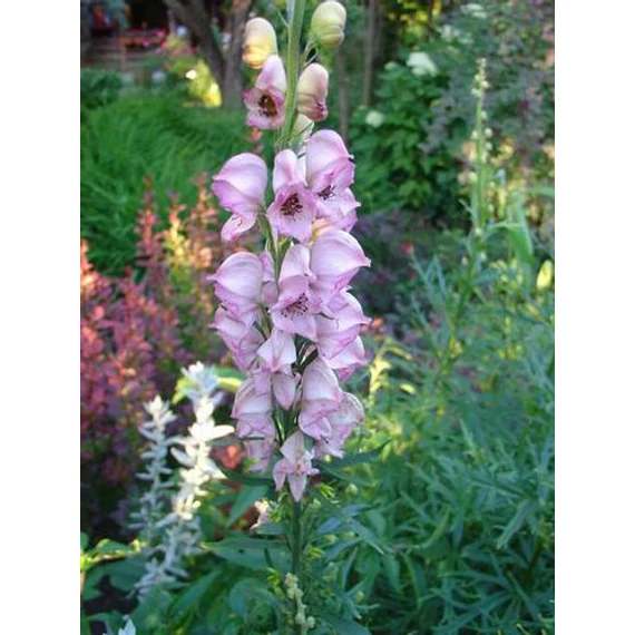 Aconitum rubellum - sisakvirág - CS11