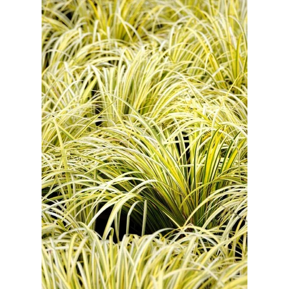Acorus gramineus 'Ogon' – aranytarka törpe kálmos - CS12