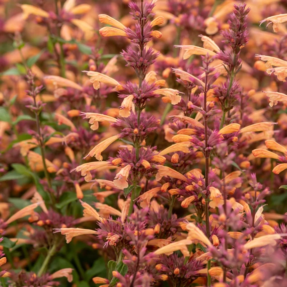 Agastache hybrida 'Mango Tango' - izsópfű - CS12