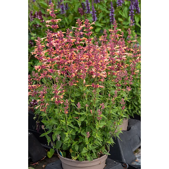 Agastache hybrida 'Mango Tango' - izsópfű - CS12