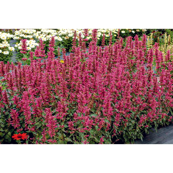 Agastache 'Morello' - izsópfű - CS12