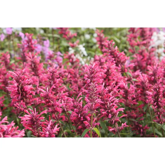 Agastache mexicana 'Red Fortune' - izsópfű - CS12